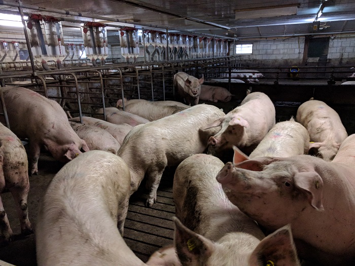 De drachtige zeugen op varkenshouderij Vermeer - HAS Blog - HAS Hogeschool