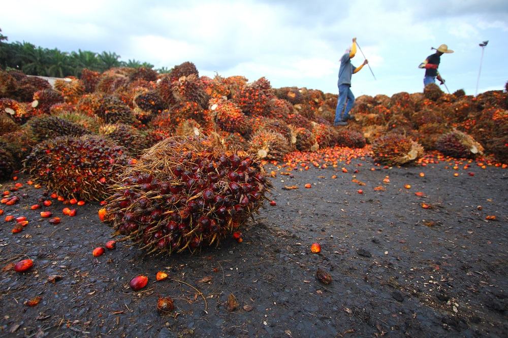 Arbeiders in de palm olie industrie MVO - HASblog - HAS Hogeschool