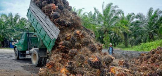 Palmolie fruit wordt gelost op plantage MVO - HASblog - HAS Hogeschool